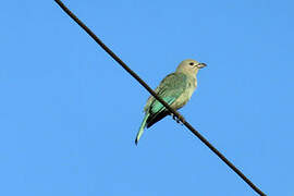 Sayaca Tanager