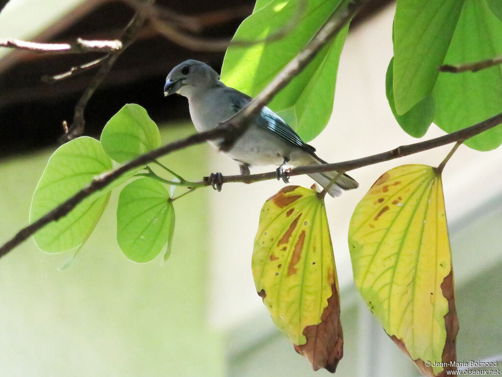 Sayaca Tanager