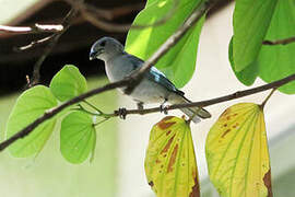 Sayaca Tanager