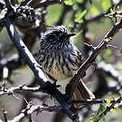 Taurillon mésange