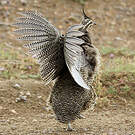 Tinamou élégant