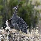 Tinamou élégant