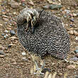 Tinamou élégant