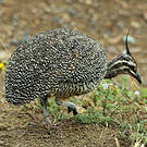 Tinamou élégant