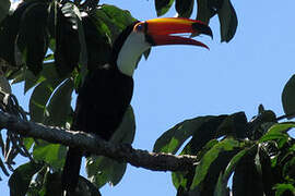 Toco Toucan