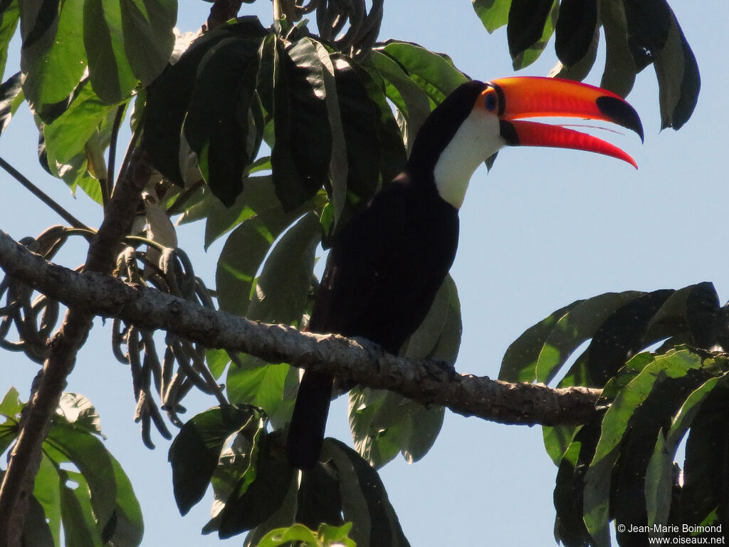 Toucan toco