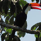 Toucan toco