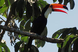 Toco Toucan