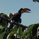 Toucan toco