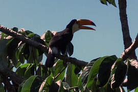 Toco Toucan