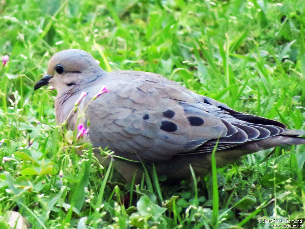 Tourterelle oreillarde