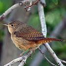 Troglodyte austral