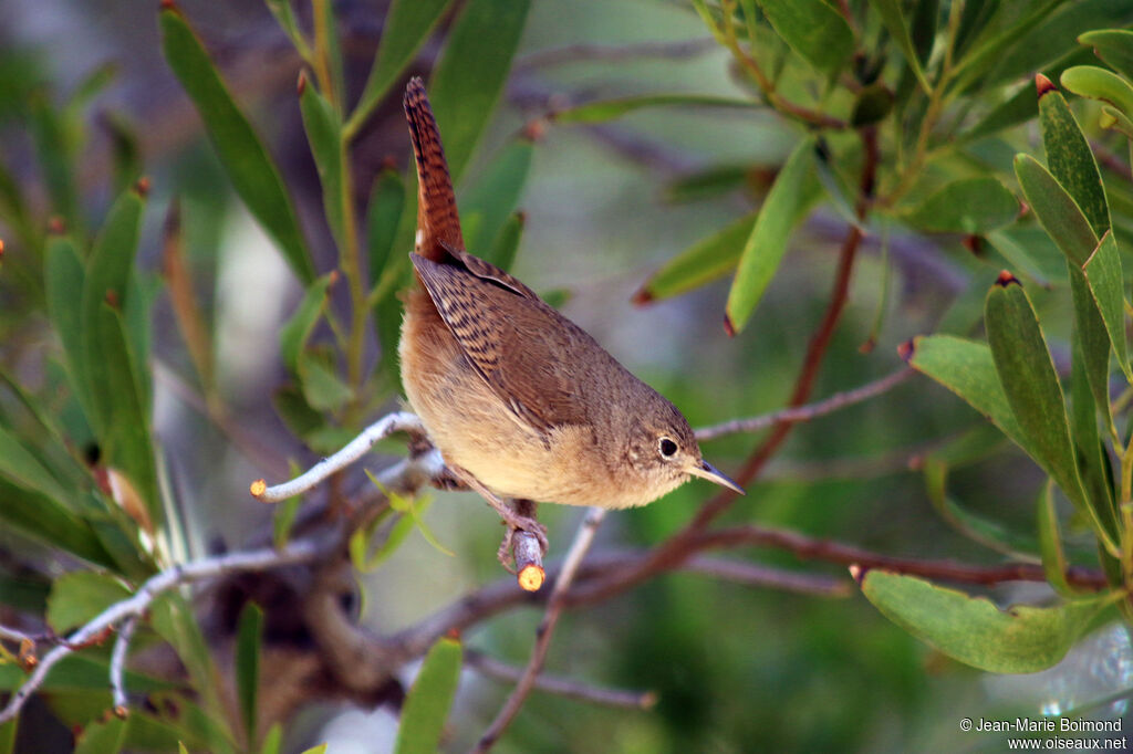 Southern House Wren