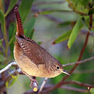 Troglodyte austral