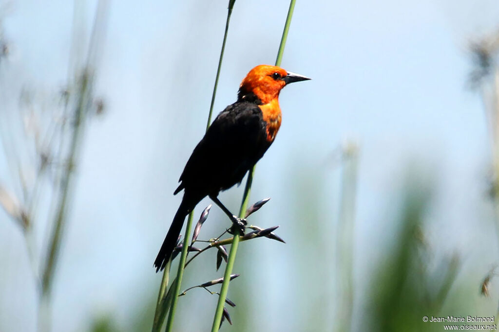 Scarlet-headed Blackbird - Carouge à tête rouge<br />