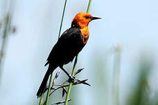 Troupiale à tête rouge