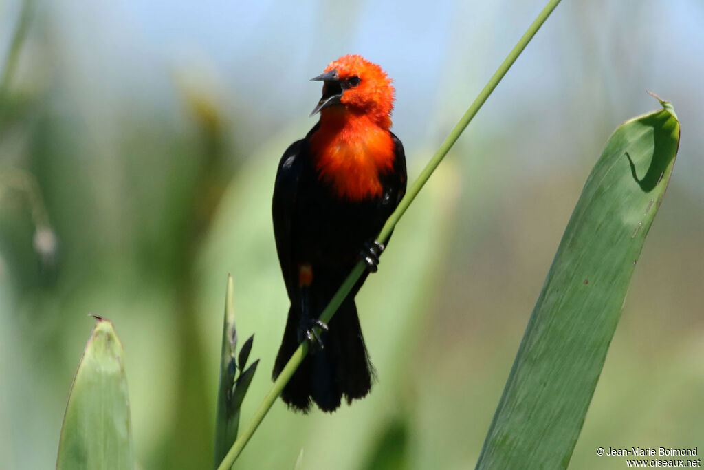 Troupiale à tête rouge