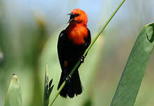 Troupiale à tête rouge