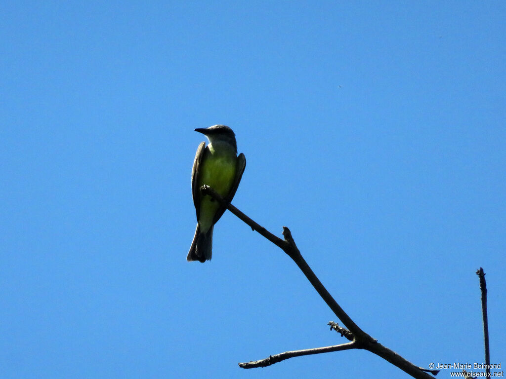 Tropical Kingbird