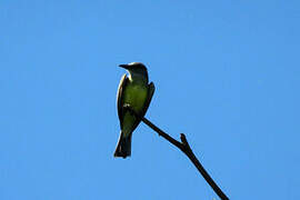 Tropical Kingbird