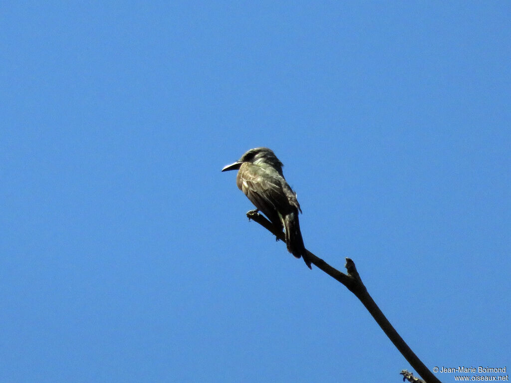 Tropical Kingbird