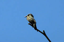 Tropical Kingbird