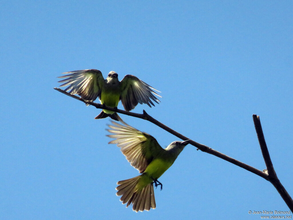 Tropical Kingbird