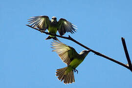 Tropical Kingbird