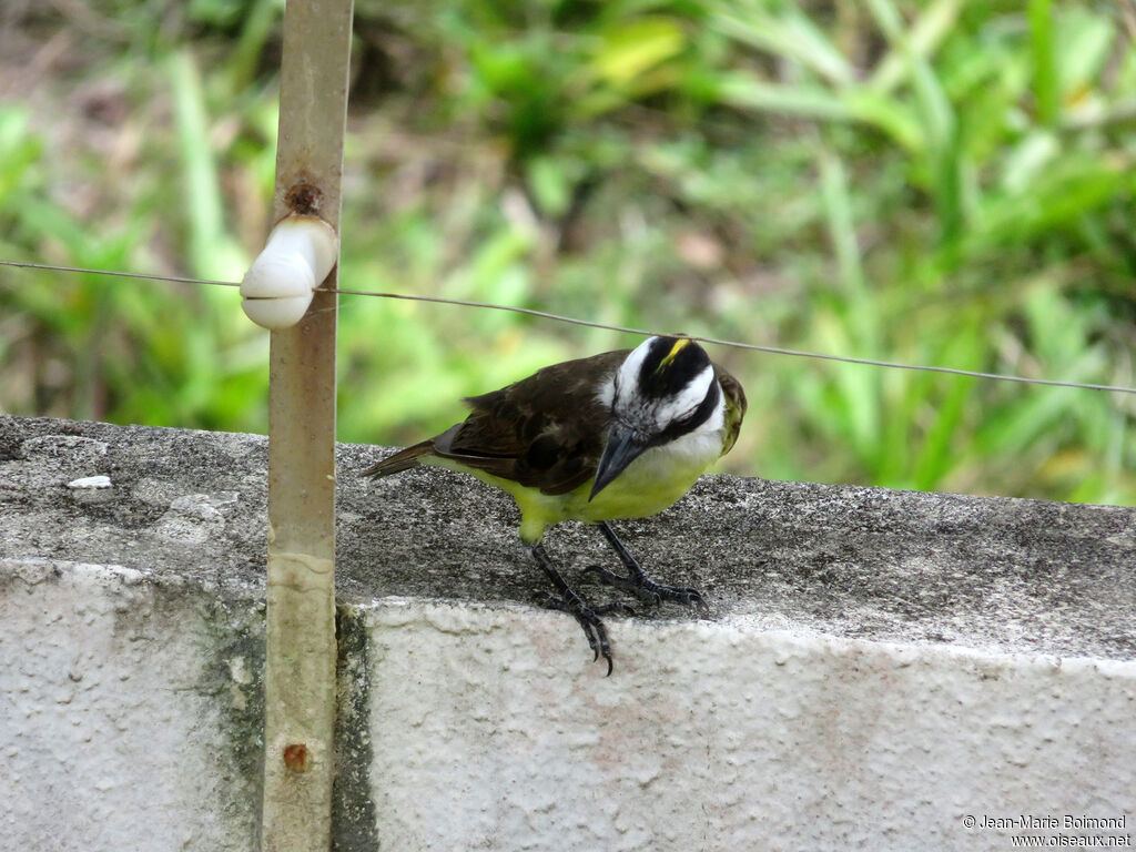 Great Kiskadee