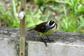 Great Kiskadee