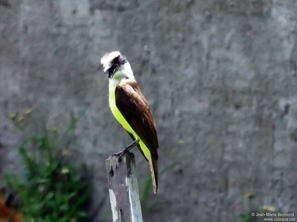 Great Kiskadee