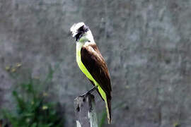 Great Kiskadee