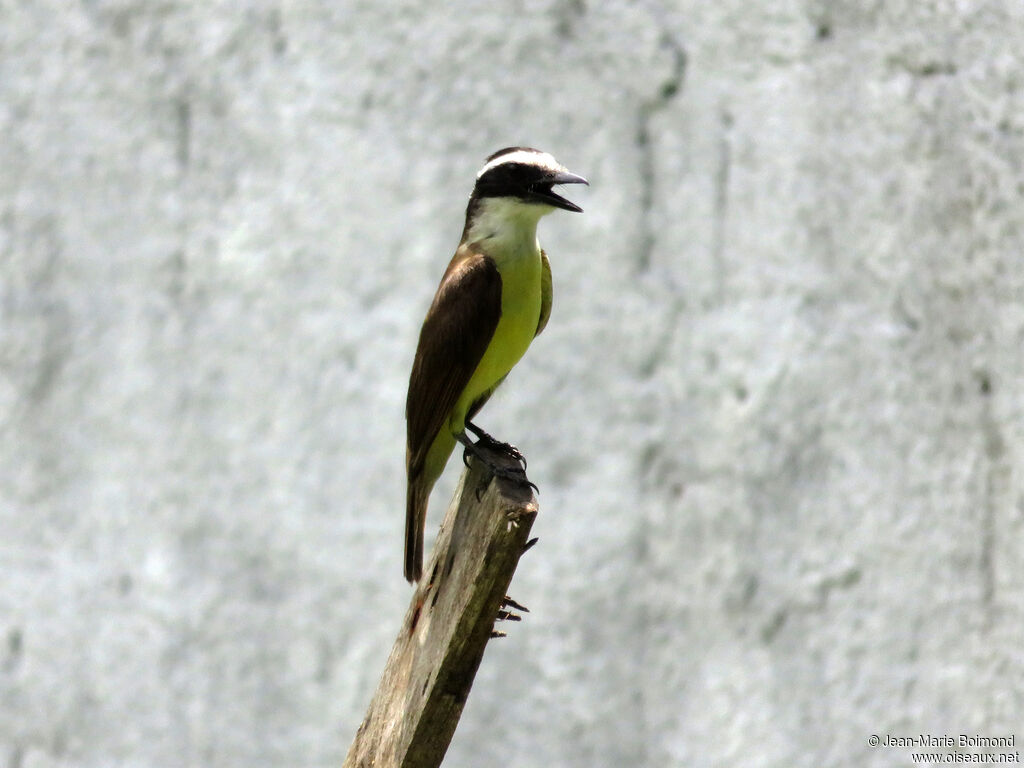 Great Kiskadee