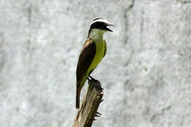 Great Kiskadee