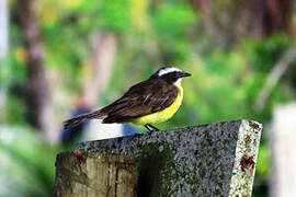 Social Flycatcher