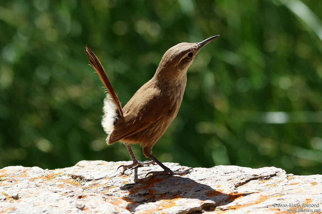 Upucerthie à bec droit