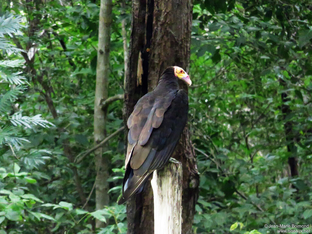 Lesser Yellow-headed Vulture