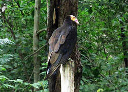 Lesser Yellow-headed Vulture