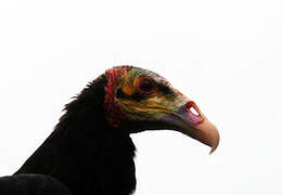 Lesser Yellow-headed Vulture