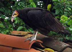 Lesser Yellow-headed Vulture