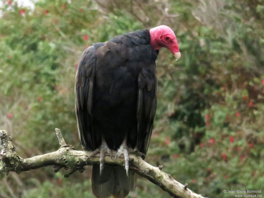 Turkey Vulture