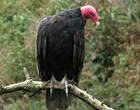 Urubu à tête rouge