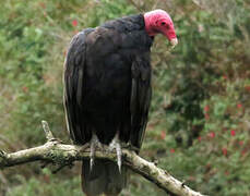 Turkey Vulture