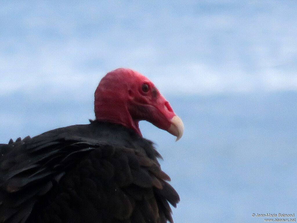 Turkey Vulture