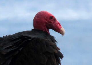 Urubu à tête rouge