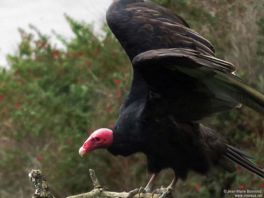 Urubu à tête rouge