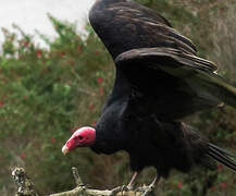 Urubu à tête rouge