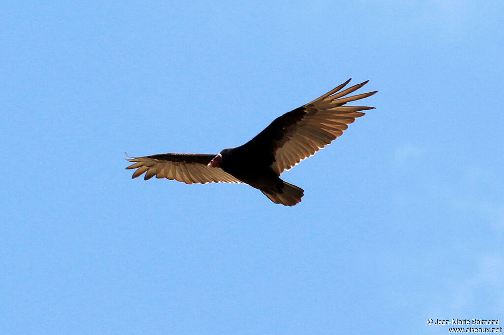 Urubu à tête rouge