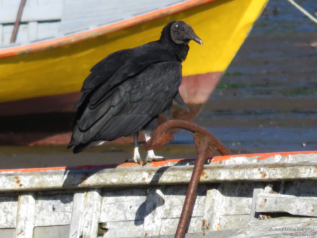 Black Vulture