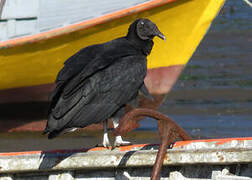 Black Vulture